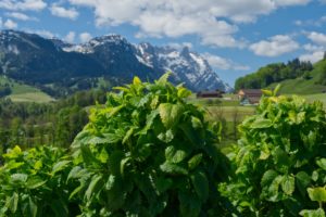 Kraeuterhaus-Appenzell-4-1