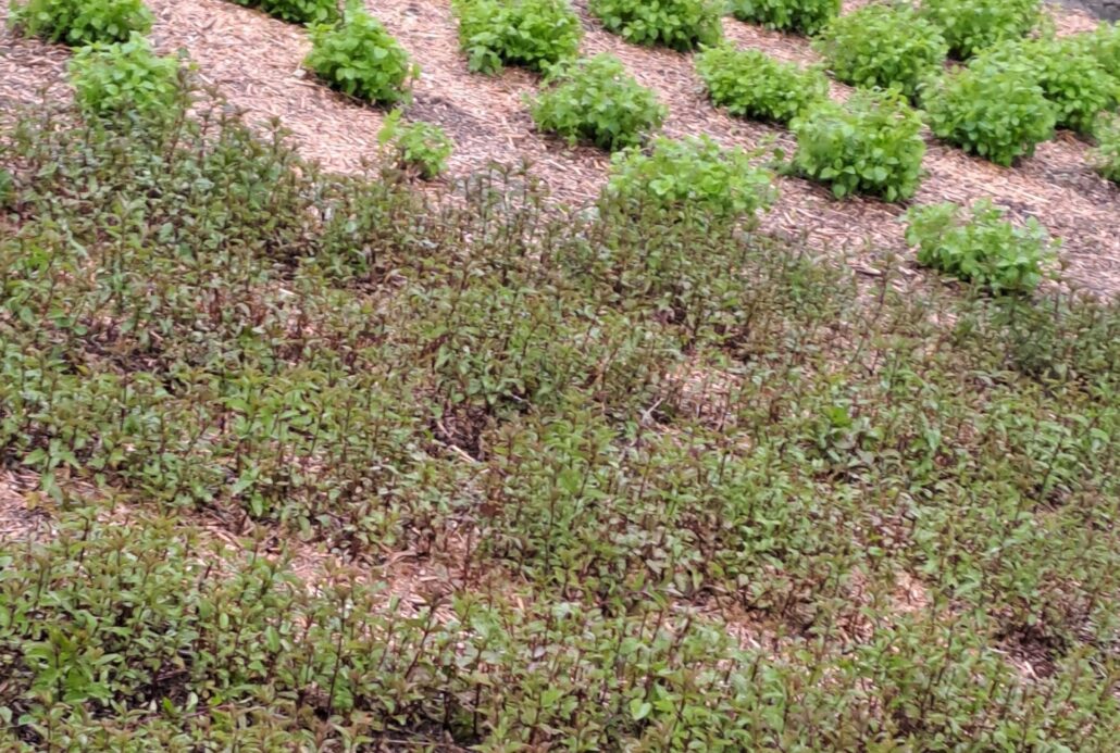 - Pfefferminz und Zitronenmelisse für Tee/Teemischungen