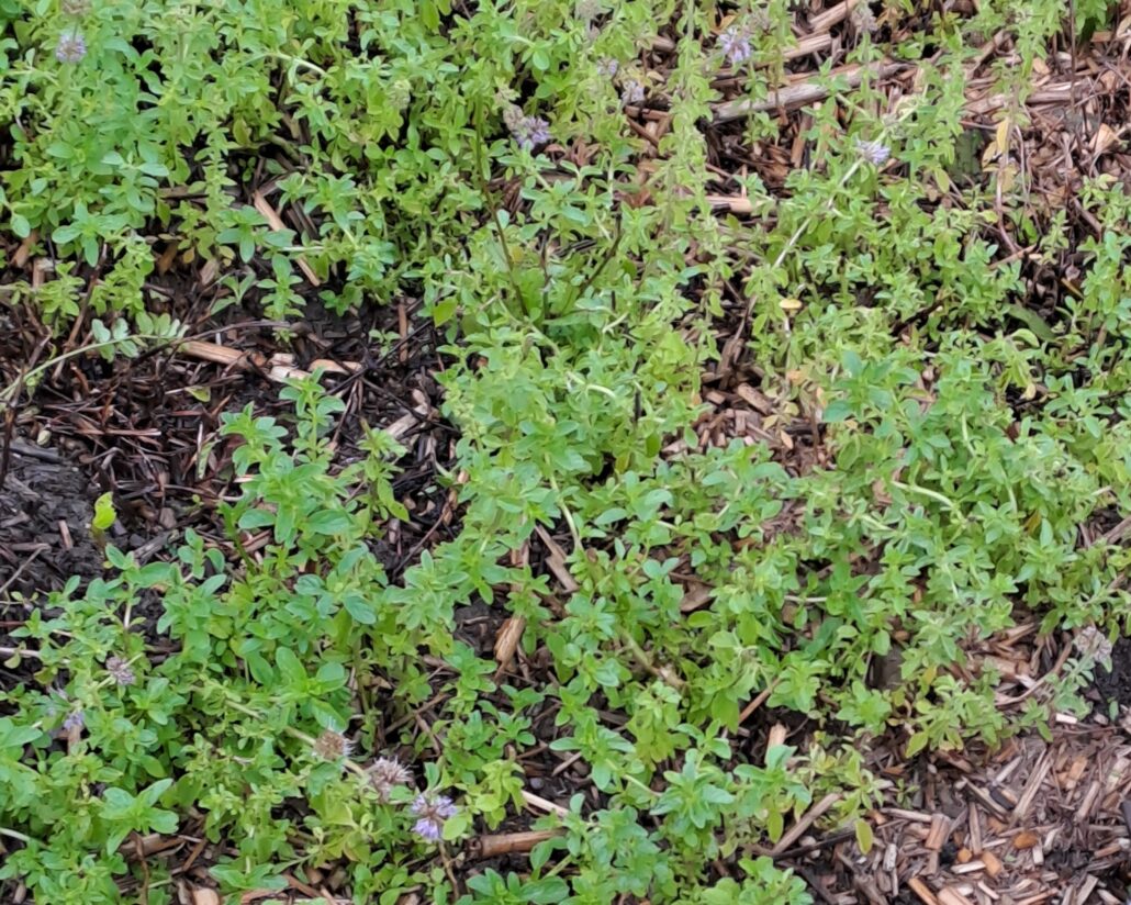 Poliminze für Herstellung von Tropfen